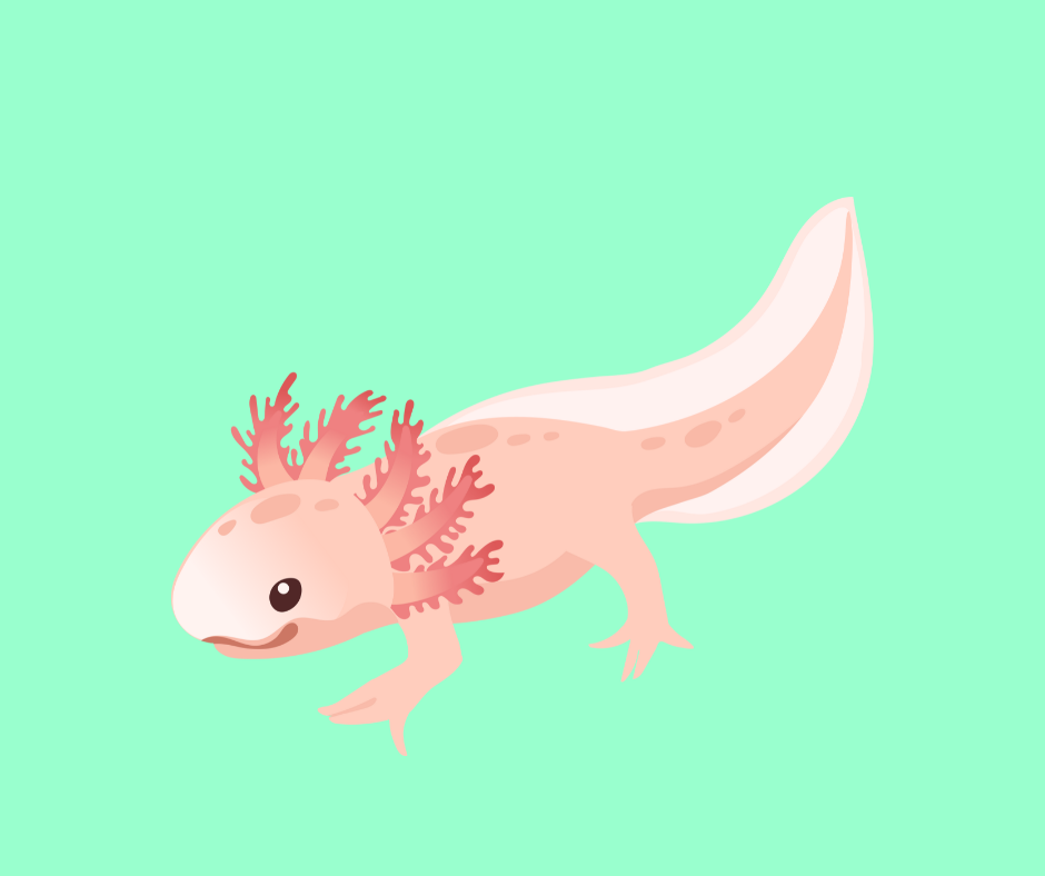 Axel the Axolotl